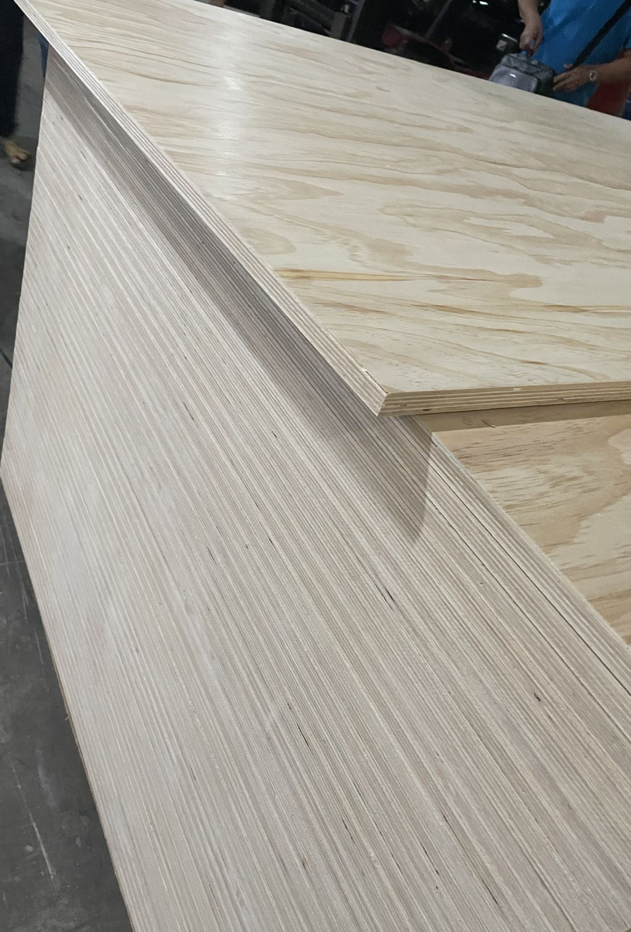 pine plywood (4)